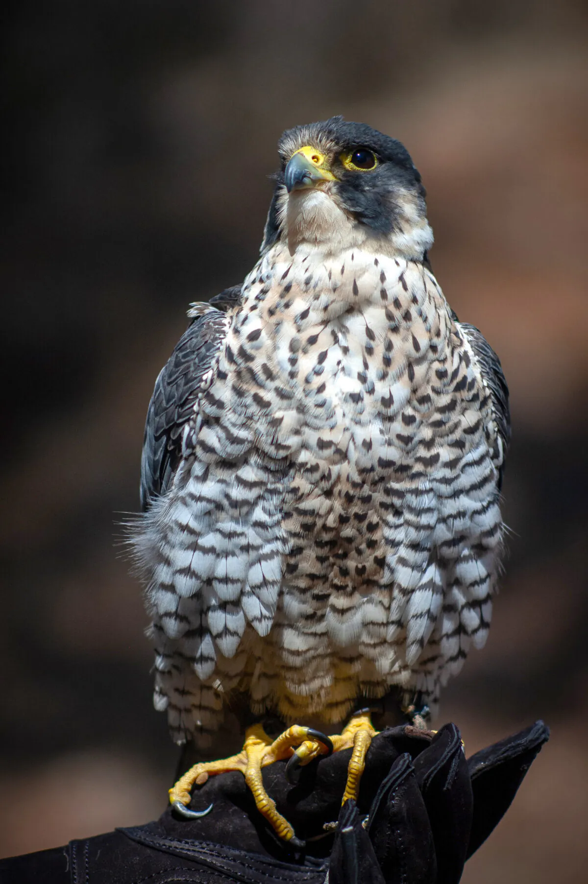 The Peregrine falcon is one of the fastest birds of prey and can reach speeds of 200 miles per hour. (Jennifer Schneider for American Essence)