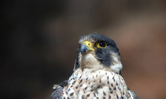 Birds of Paradise: Falconry on Catalina Island Places Majestic Birds on Full Display