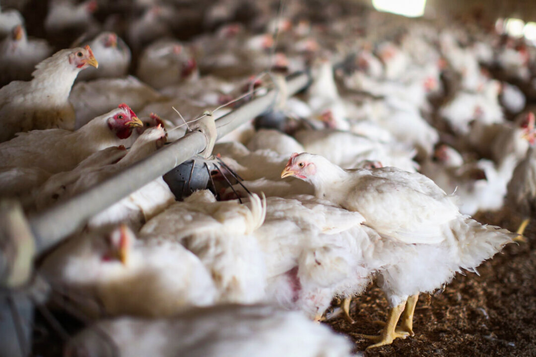 American Poultry Supply Threatened by Avian Flu