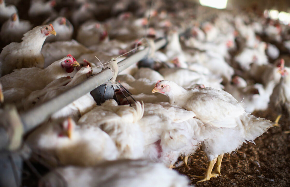 Highly Contagious Bird Flu Forces North Carolina to Cancel Poultry Shows and Public Sales - Vimarsana News