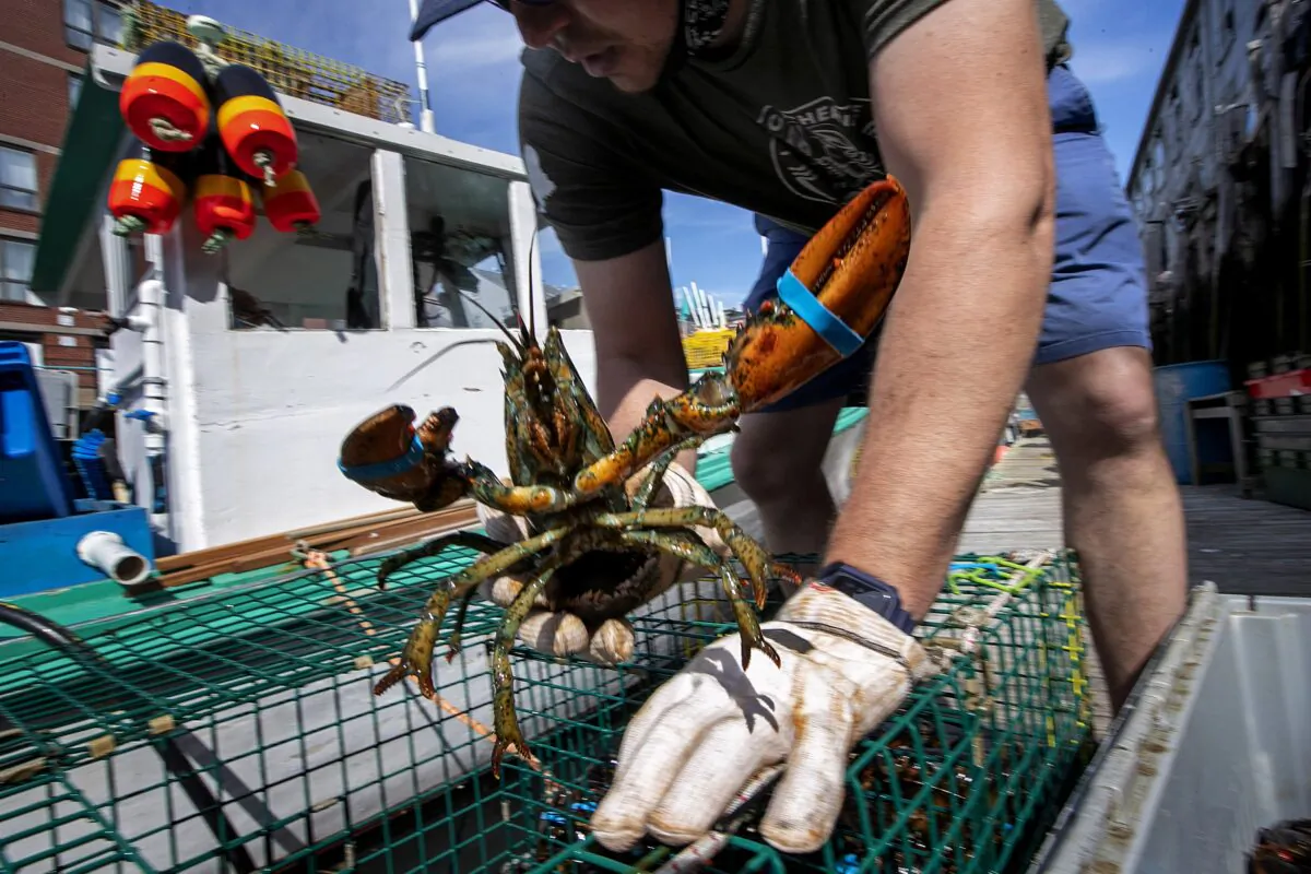 Eric Pray unpacks a lobster on a wharf in Portland, Maine, on May 29, 2020. (Robert F. Bukaty/AP Photo)