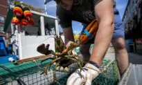 China Accused of Failing to Buy More Maine Lobster
