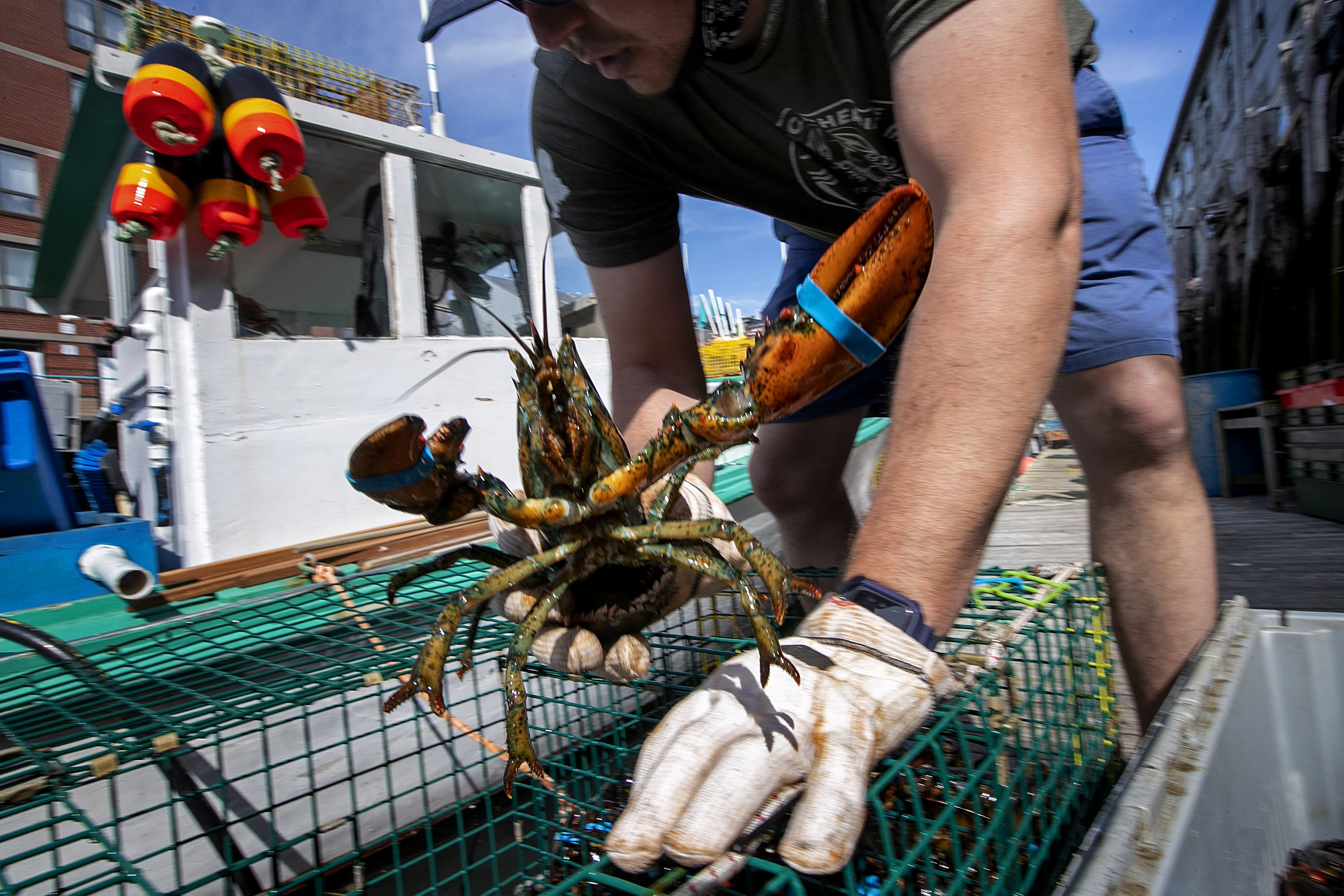 China Accused of Failing to Buy More Maine Lobster - Vimarsana News