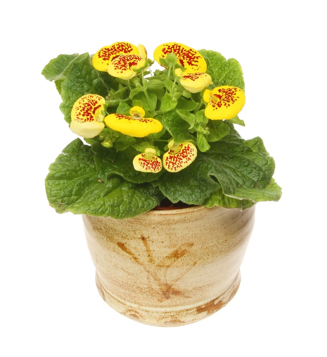 Flowering,Calceolaria,,Lady's,Purse,,Plant,In,A,Pot,Isolated,Against