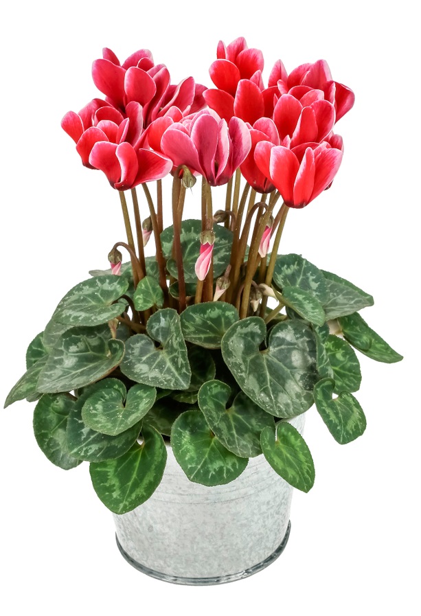 Cyclamen,Red,With,White,(cyclamen,Persicum),Isolated,On,White