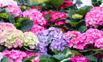 Received Potted Flowers as a Gift? Here’s How to Keep Them Alive