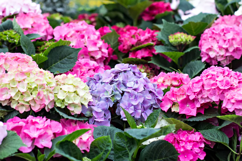 Hydrangeas. (Julia Lototskaya/Shutterstock)