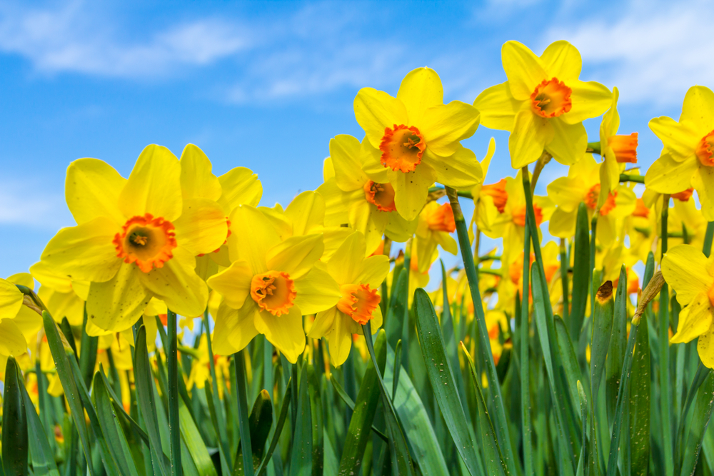 Yellow,Dutch,Daffodil,Flowers,Close,Up,Low,Angle,Of,View