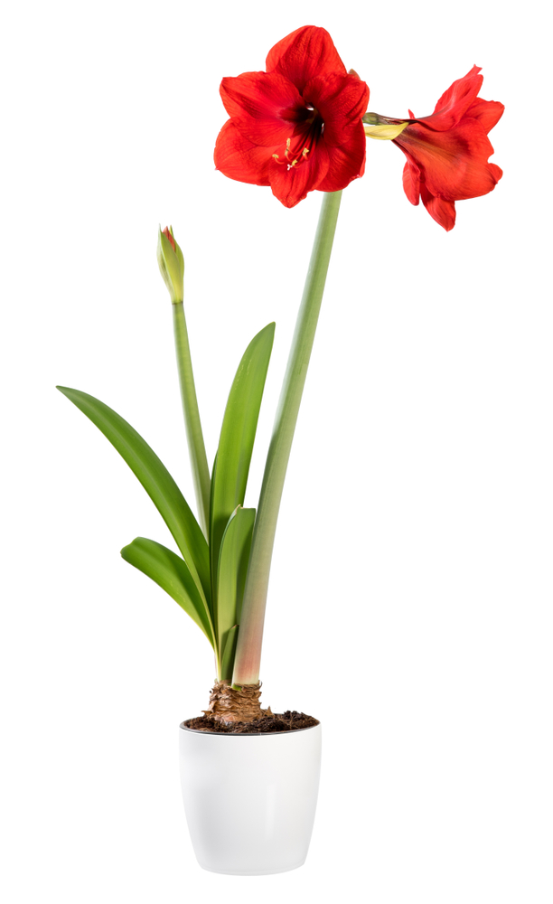 Flowering,Amaryllis,Houseplant,In,A,White,Pot,With,A,Bud