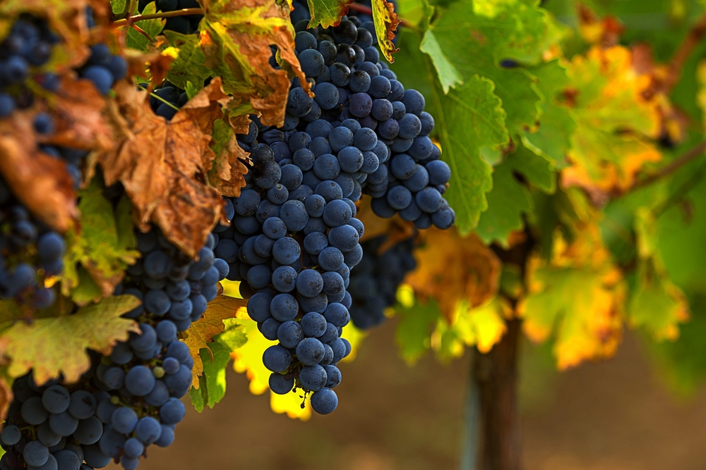 Today California has only about 35,000 acres of merlot grapes—insufficient to meet the demands of wineries. (Relu1907/Shutterstock)