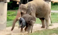 VIDEO: Mama Elephant’s Hilarious Response to Tire Toy After Her Baby Gets Stuck in It