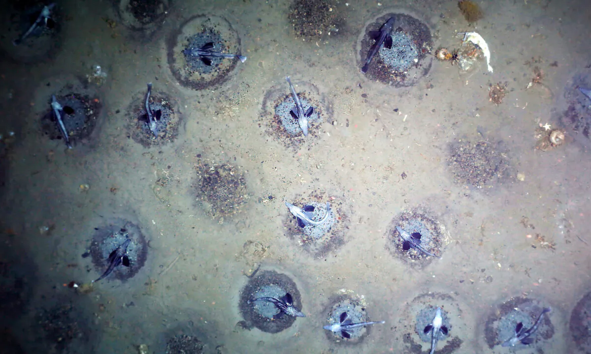 (Courtesy of Alfred Wegener Institute / PS124 AWI OFOBS Team)