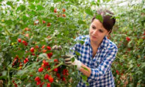 Crop Rotation Basics For Your Vegetable Garden