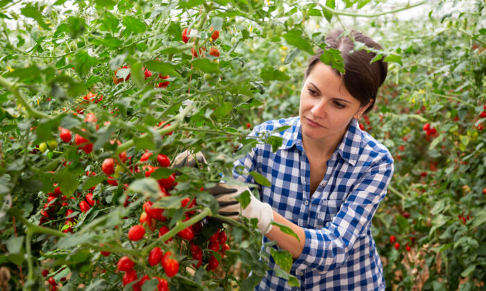 Gardening is rising in popularity amid rising food prices. (shutterstock)