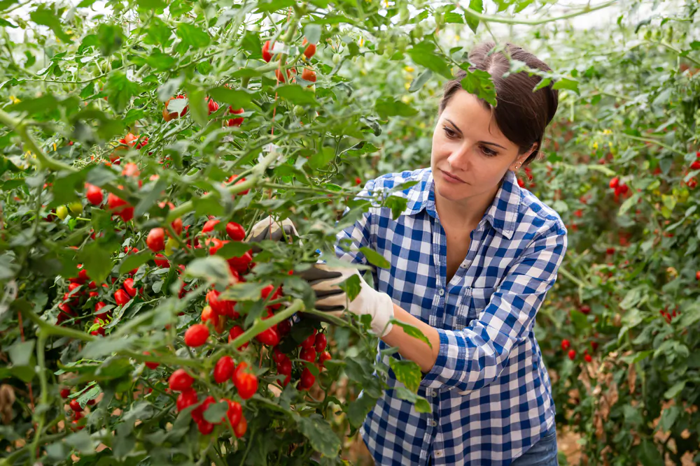 Gardening is rising in popularity amid rising food prices. (Shutterstock)
