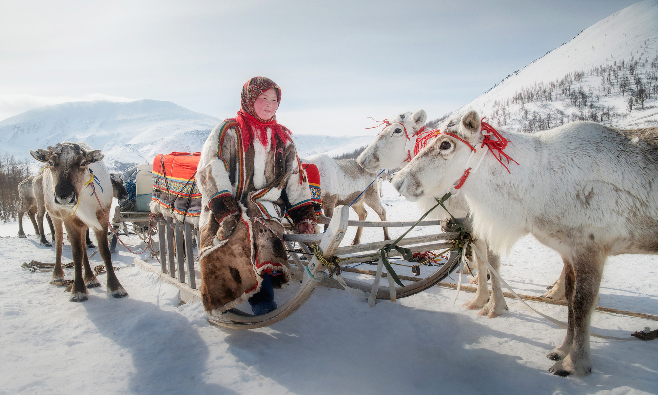 Building a chum with Siberia's Nenets nomads