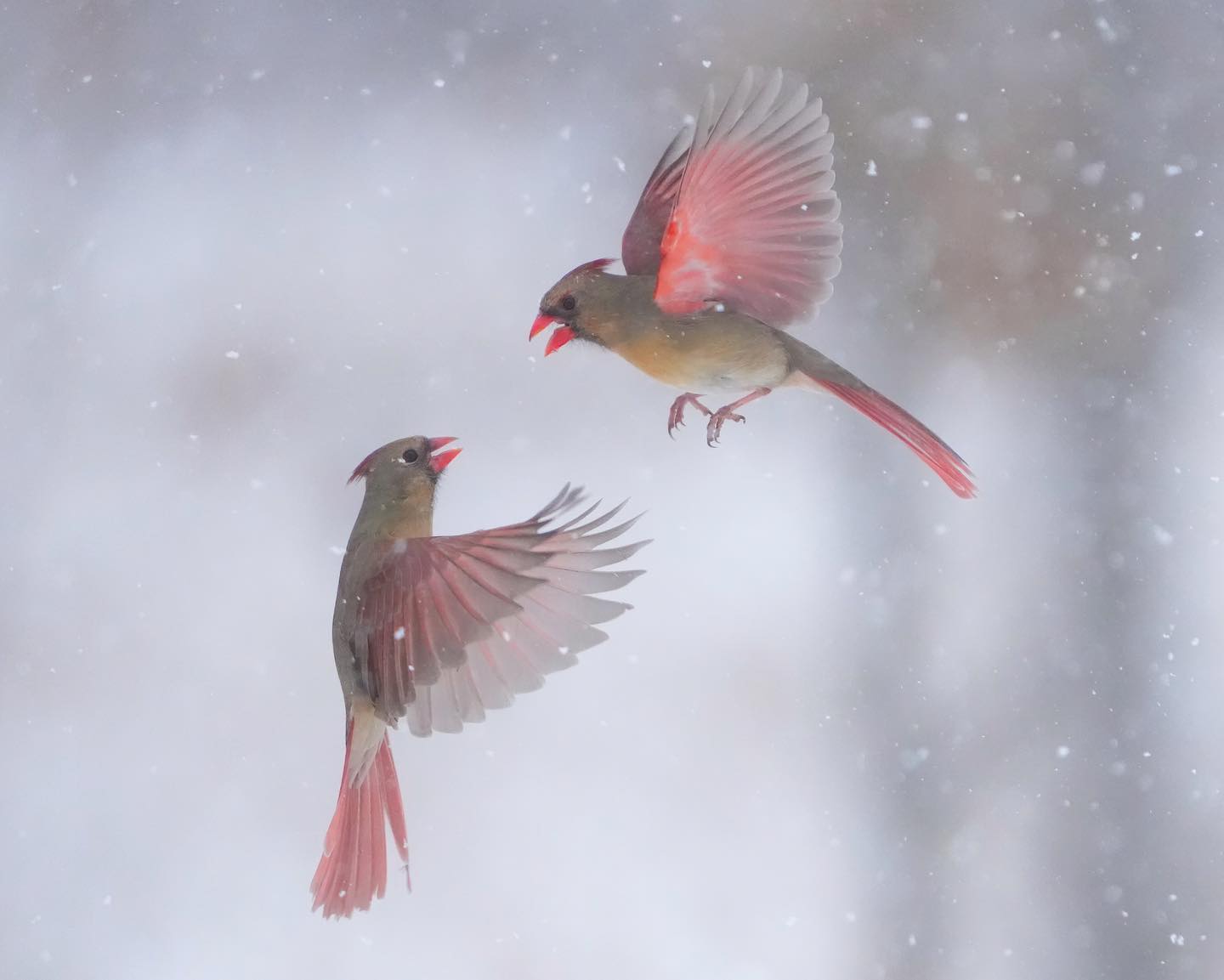 Epoch Times Photo