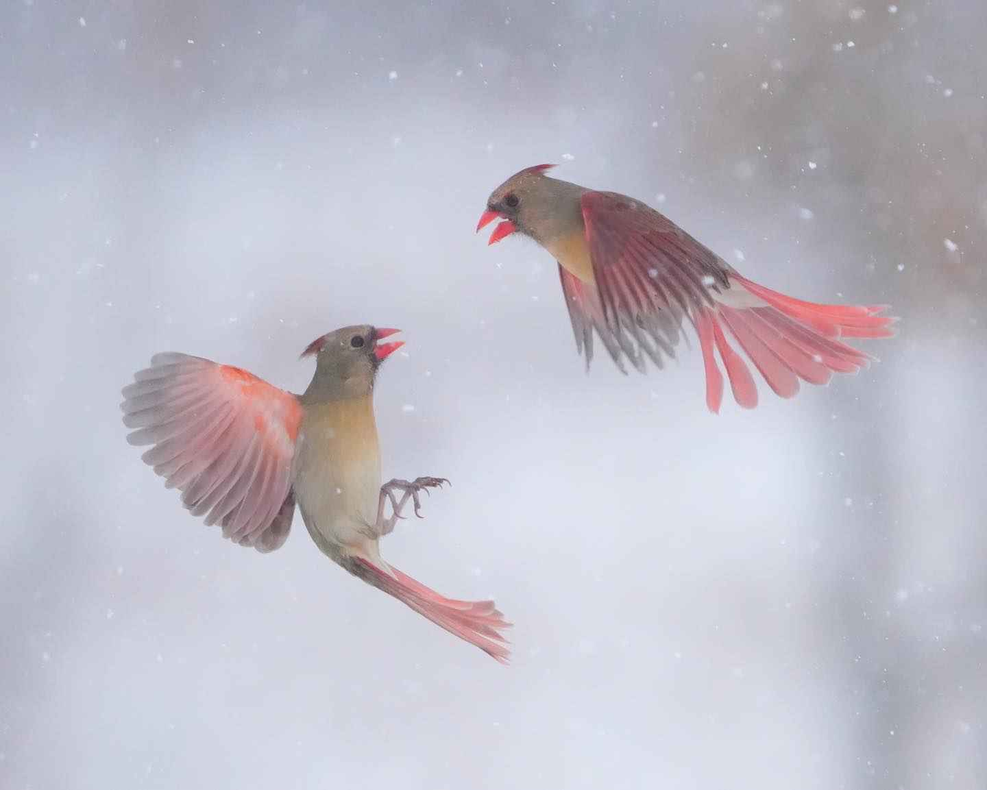 Epoch Times Photo