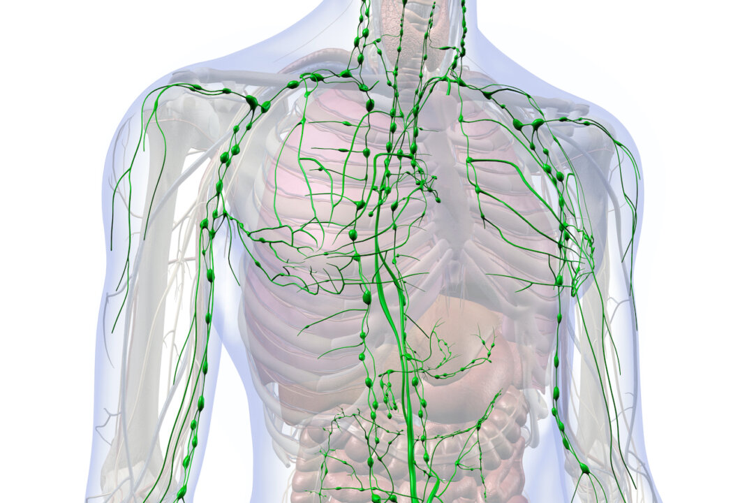 Everyone knows how important blood is, but surprisingly few know about the significance of that other essential fluid—lymph. (Hank Grebe/Shutterstock)