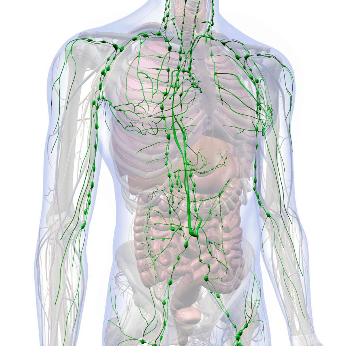 Critically Important and All but Ignored: Lymphatic Flow