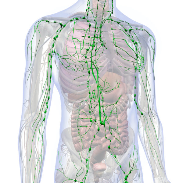 Lymphatic,System,Internal,Anatomy,In,Male,Chest,And,Abdomen,,3d