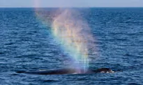 Photos: 2 Giant Humpbacks ‘Blow Rainbows’ Into Air, Leaving Whale Watchers Stunned