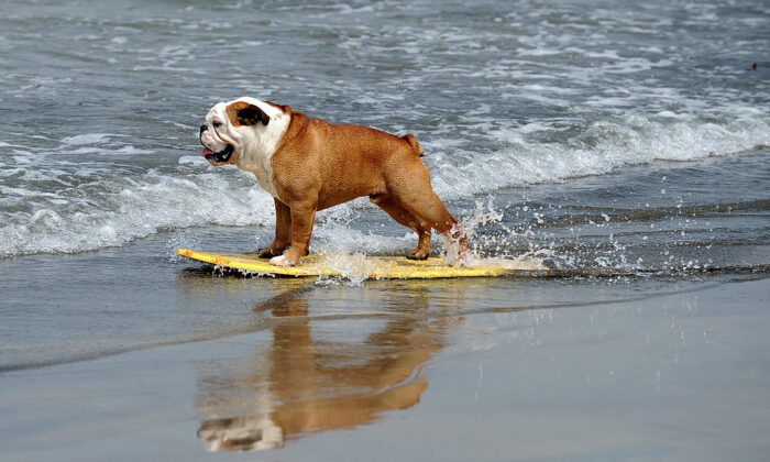 A dog participates at the 3rd Annual Loews Coronado Bay Resort surf dog competition in Imperial Beach, south of San Diego, Calif., on June 28, 2008.  (Gabriel Bouys/AFP via Getty Images)