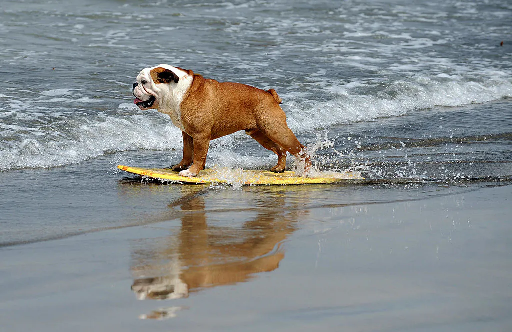 A dog participates at the 3rd Annual Loews Coronado Bay Resort surf dog competition in Imperial Beach, south of San Diego, Calif., on June 28, 2008.  (Gabriel Bouys/AFP via Getty Images)