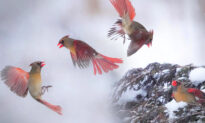Avian Photographer Snaps Stunning Shots of 2 Female Cardinals Having Midair Duel That Lasted a ‘Split Second’