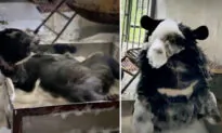 VIDEO Shows Bear Cub Rescued From Animal Traffickers Enjoying First Bubble Bath—And It’s Adorable