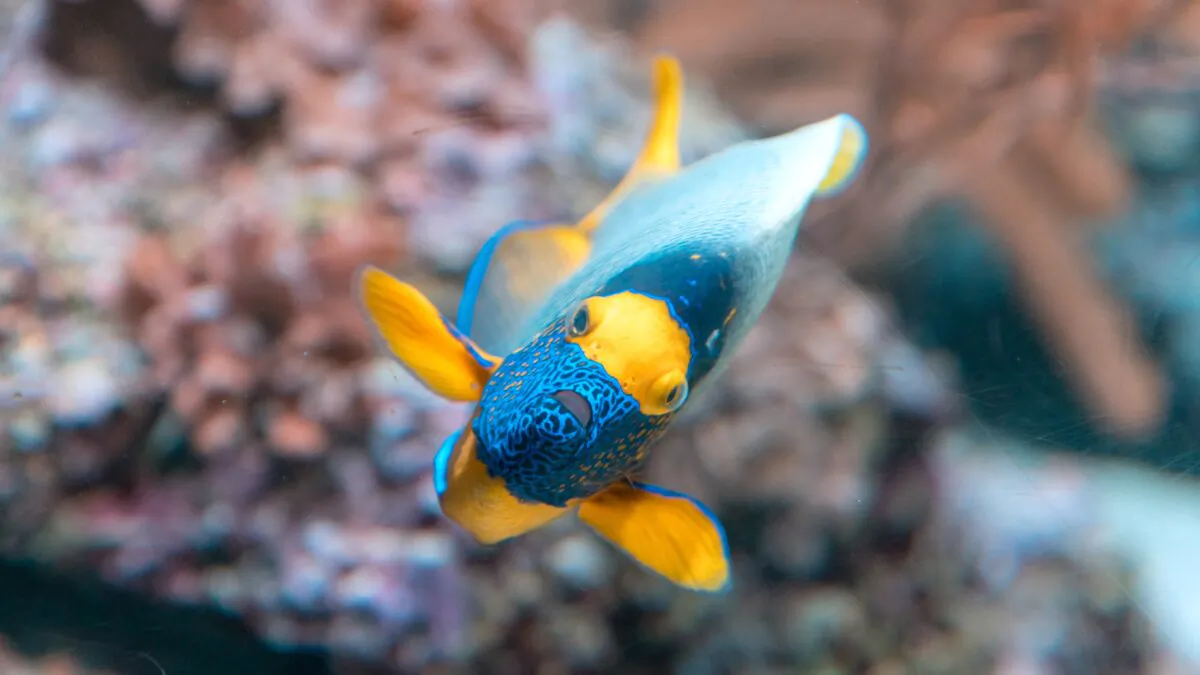 Scientists are learning to protect oceans by working with the vast sensory environment of sounds. (Connor Wang/Unsplash)