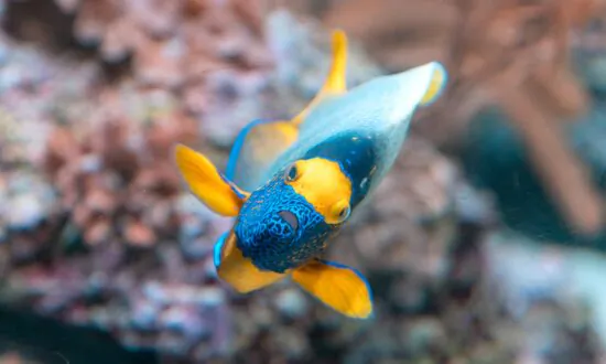 Marine Experts Create Library Organising the Orchestra of the Ocean