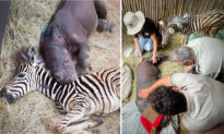 Orphaned Baby Rhino Saved From Near Death Develops Unlikely Friendship With Zebra Foal at Sanctuary