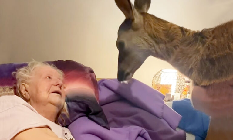 Magical Moment Woman Surprises Bambi-Obsessed Dying Mom With Bedside Visit  From a Fawn