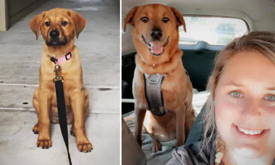 Texas Family Dog Went Missing 3 Years Ago, but Is Finally Found 1,200 Miles Away in Indiana, Reunited
