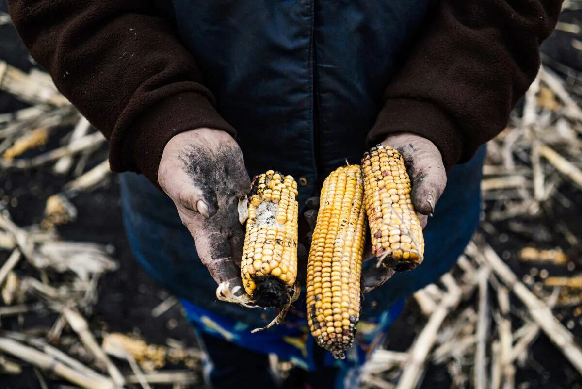 Lida Antonova, 79, holding corn in a field near the village of Petropavlivka, Ukraine, on April 6, 2015. (DIMITAR DILKOFF/AFP via Getty Images)