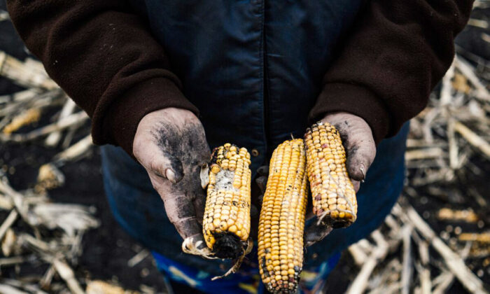 Lida Antonova, 79, holding corn in a field near the village of Petropavlivka, Ukraine, on April 6, 2015. (DIMITAR DILKOFF/AFP via Getty Images)