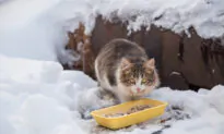 Protect Feral Cats From Winter Hazards