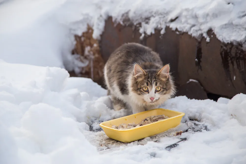 You can protect feral cats from injury and poisoning, provide shelters to help them stay warm and dry, and have them sterilized so the population stabilizes and eventually declines. (Viktor Sergeevich/Shutterstock)