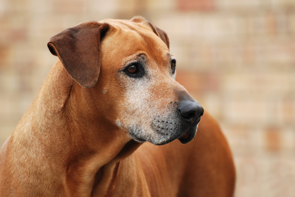 Outdoor,Portrait,Of,An,Old,Purebred,Rhodesian,Ridgeback,Male,Dog