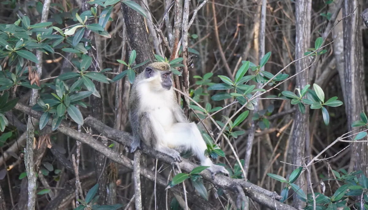 Vervet monkey sits on a tree branch in a South Florida mangrove forest next to the Ft. Lauderdale Airport. Feb. 25, 2022 (Jann Falkenstern, The Epoch Times)