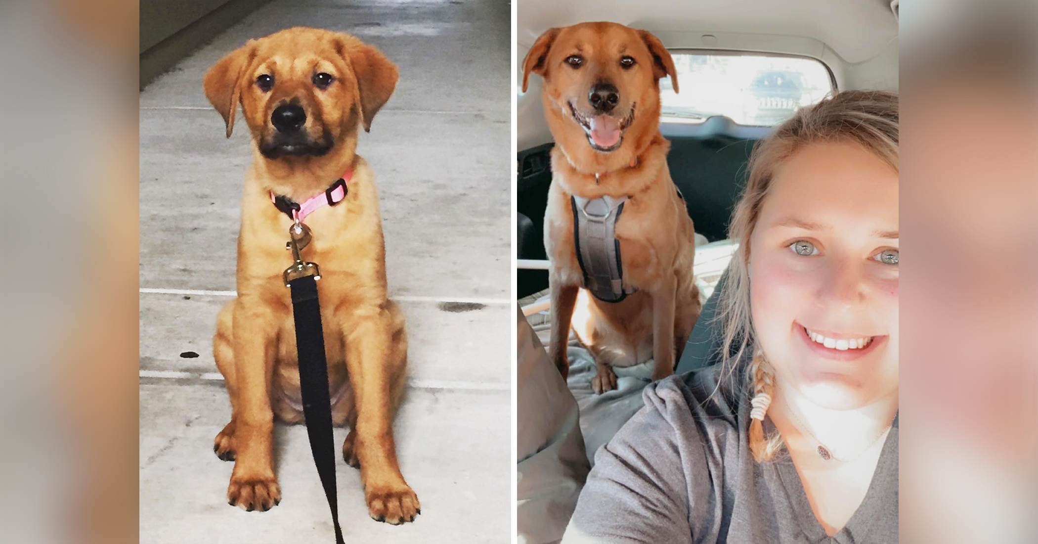 Texas Family Dog Went Missing 3 Years Ago, but Is Finally Found 1,200 Miles Away in Indiana, Reunited - Vimarsana News