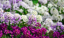 Planting Annuals: Tips for a Beautiful Flower Bed