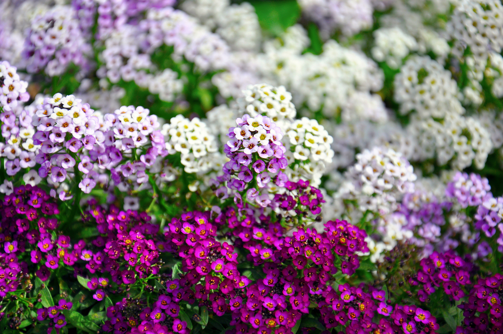 Annual flowers are usually very easy to grow, and make the most visual impact. (Milleflore Images/Shutterstock)