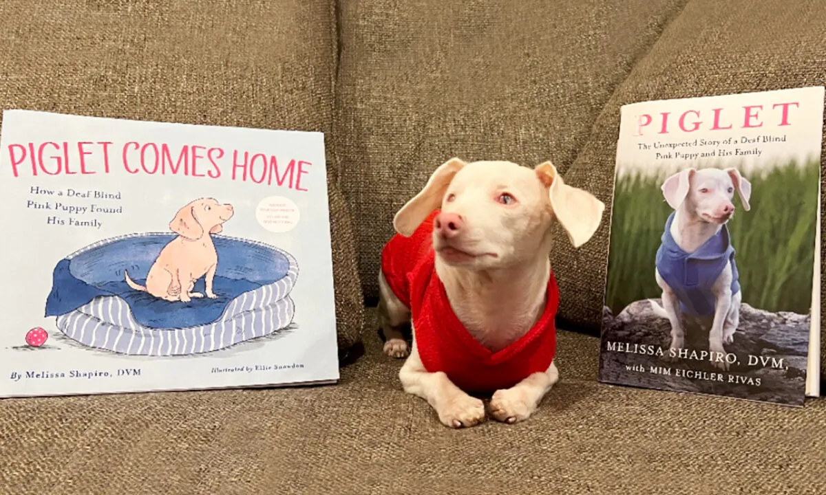(Courtesy of Piglet, deaf blind pink puppy)