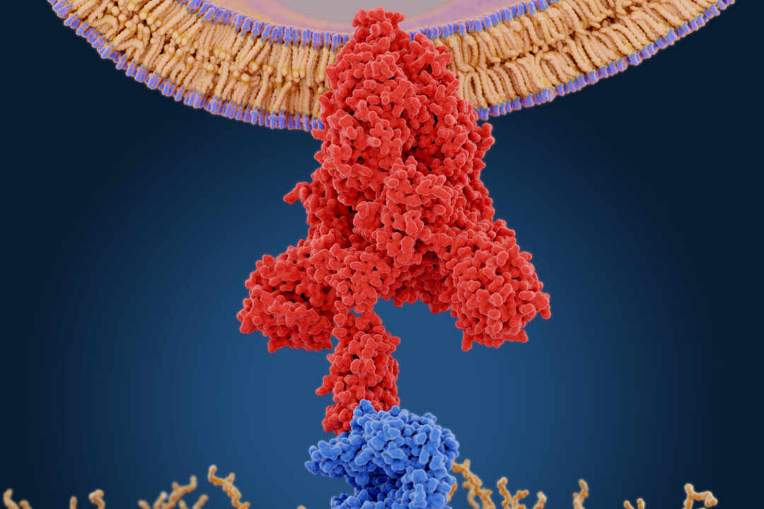 SARS-CoV-2 Spike Protein Is a Toxin