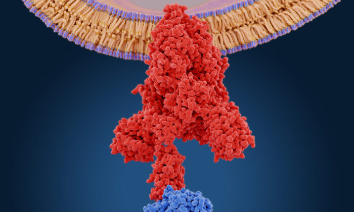 The coronavirus spike protein (red) mediates the virus entry into host cells. It binds to the angiotensin converting enzyme 2 (blue) and fuses viral and host membranes. By Juan Gaertner/Shutterstock