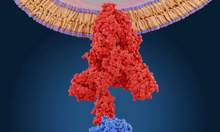 La protéine de pointe du coronavirus (rouge) assure la médiation de l'entrée du virus dans les cellules hôtes. Il se lie à l'enzyme de conversion de l'angiotensine 2 (bleu) et fusionne les membranes virale et hôte. Par Juan Gaertner/Shutterstock