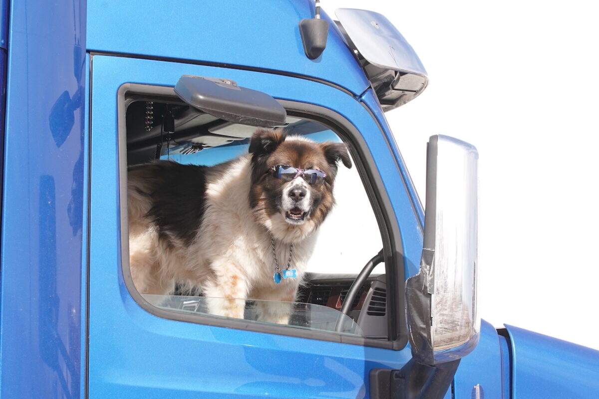 US trucker convoy dog