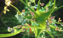 The Purpose of Natural Autoimmunity